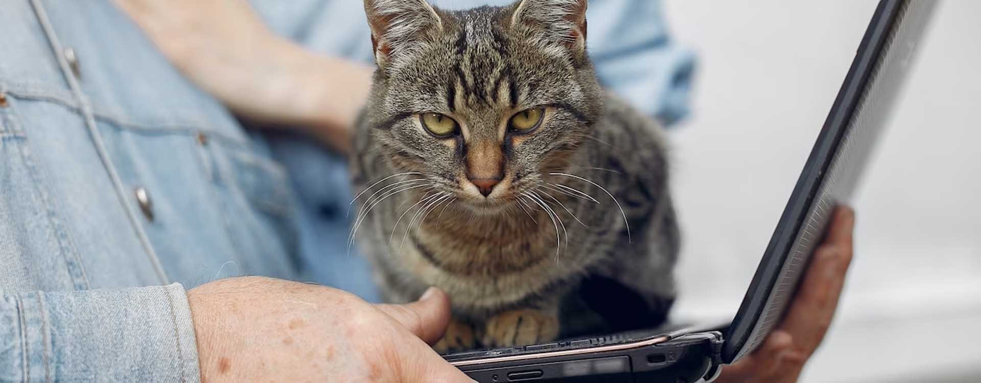 Ordinateurs portables et chats
