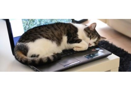 Computadores portáteis e gatos